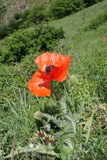 türkischer Mohn