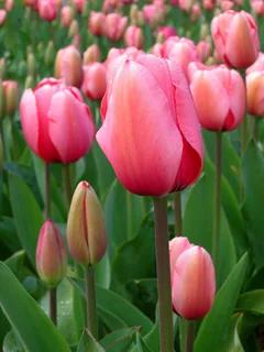 Tulpe