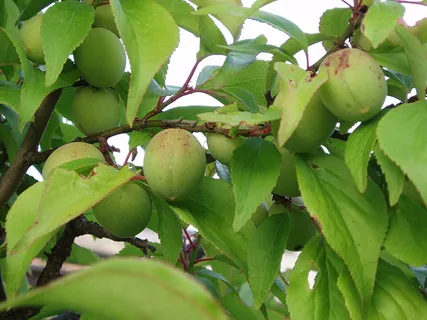 Ume