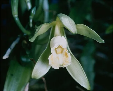 Vanillin