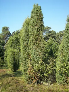 Wacholderholz
