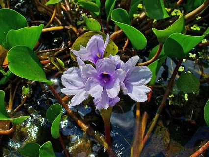 Wasserhyazinthe