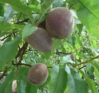 Weinbergpfirsich