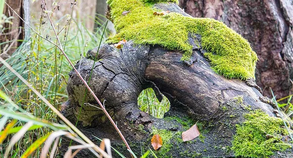 Weißholz