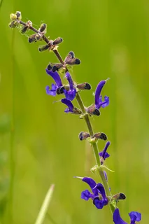 Wiesensalbei