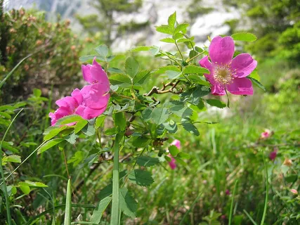 Wildrose