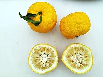 Yuzuschale