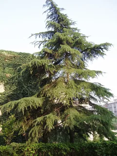 Zedernholz