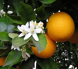 Zitrusfrüchte