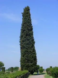 Zypressenholz